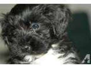 Portuguese Water Dog Puppy for sale in CLEMMONS, NC, USA