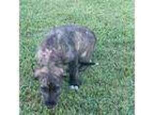 Irish Wolfhound Puppy for sale in Cincinnati, IA, USA
