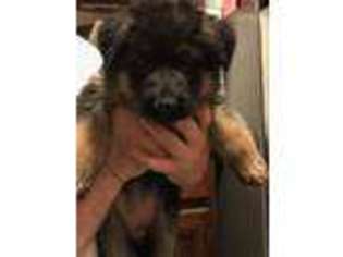 German Shepherd Dog Puppy for sale in Billerica, MA, USA