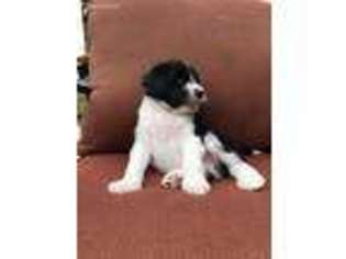 Portuguese Water Dog Puppy for sale in Mechanicsville, VA, USA