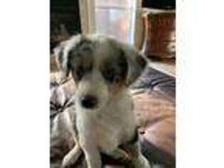 Australian Shepherd Puppy for sale in Montgomery, TX, USA