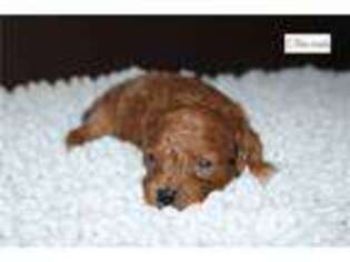 Goldendoodle Puppy for sale in Fort Wayne, IN, USA