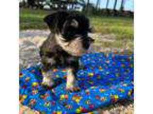Mutt Puppy for sale in Jayess, MS, USA