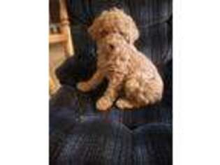 Mutt Puppy for sale in Plymouth, IN, USA