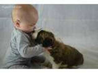 Saint Bernard Puppy for sale in Yacolt, WA, USA