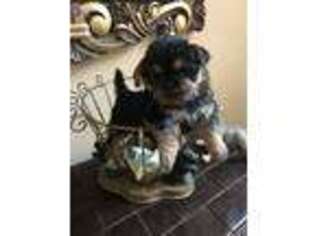 Norwich Terrier Puppy for sale in Bell Buckle, TN, USA