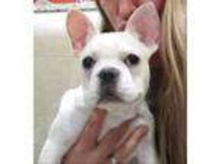French Bulldog Puppy for sale in Ladson, SC, USA