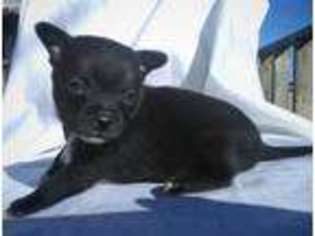 Chihuahua Puppy for sale in Boone, CO, USA