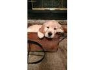 Golden Retriever Puppy for sale in Canton, IL, USA