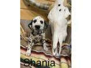 Dalmatian Puppy for sale in Chapman, KS, USA