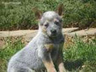 Australian Cattle Dog Puppy for sale in Beckley, WV, USA