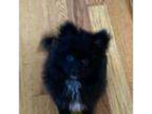Pomeranian Puppy for sale in Stoughton, MA, USA