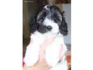 Labradoodle Puppy for sale in Brush Prairie, WA, USA