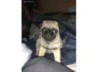 Pug Puppy for sale in Wonder Lake, IL, USA