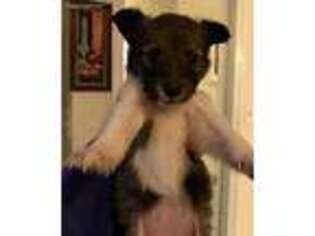 Shetland Sheepdog Puppy for sale in Winchester, VA, USA