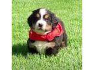 Bernese Mountain Dog Puppy for sale in Denver, CO, USA
