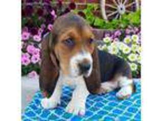 Basset Hound Puppy for sale in Grabill, IN, USA