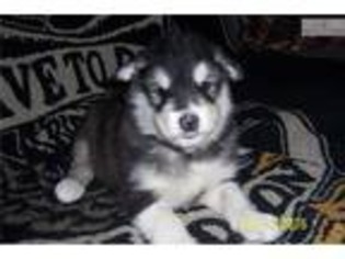 Alaskan Malamute Puppy for sale in Fort Worth, TX, USA