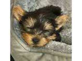 Yorkshire Terrier Puppy for sale in Solana Beach, CA, USA