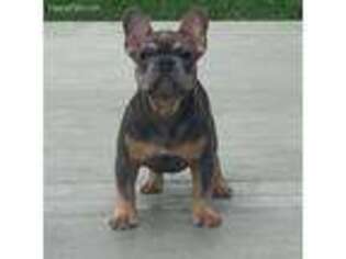 French Bulldog Puppy for sale in Cypress, TX, USA