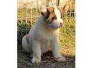 Akita Puppy for sale in Union City, OH, USA
