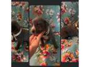 Cane Corso Puppy for sale in Paris, TX, USA