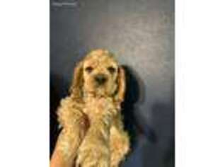 Cocker Spaniel Puppy for sale in Fairfield, TX, USA