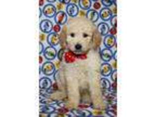 Goldendoodle Puppy for sale in Richland, MO, USA