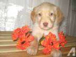 Labradoodle Puppy for sale in FRIENDSHIP, NY, USA
