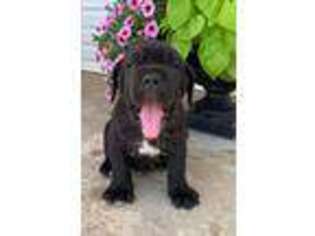 Neapolitan Mastiff Puppy for sale in Nappanee, IN, USA