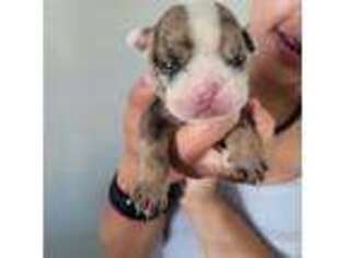 Bulldog Puppy for sale in Oakley, CA, USA