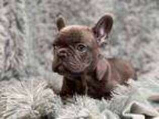 French Bulldog Puppy for sale in Justin, TX, USA