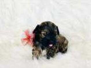 Cavapoo Puppy for sale in Hersey, MI, USA