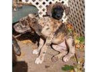 Great Dane Puppy for sale in Oshkosh, WI, USA