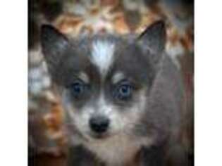 Mutt Puppy for sale in Perkins, OK, USA