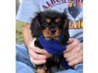 Cavalier King Charles Spaniel Puppy for sale in Kountze, TX, USA