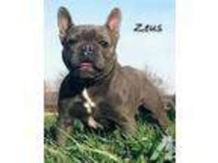 French Bulldog Puppy for sale in CAMERON, NC, USA