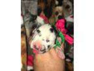 Great Dane Puppy for sale in Genoa City, WI, USA