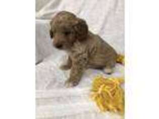 Goldendoodle Puppy for sale in Middlebury, IN, USA