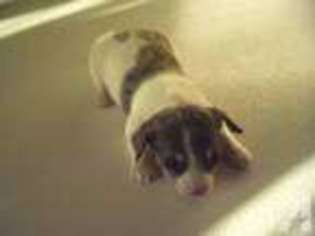 Dachshund Puppy for sale in BONHAM, TX, USA