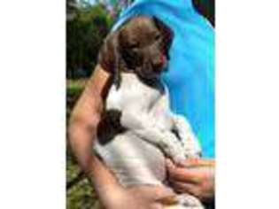 German Shorthaired Pointer Puppy for sale in Oroville, CA, USA