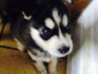 Siberian Husky Puppy for sale in PEARL CITY, HI, USA