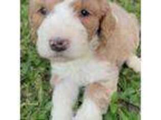 Goldendoodle Puppy for sale in Houma, LA, USA