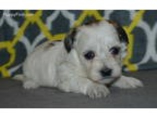 Havanese Puppy for sale in Boyden, IA, USA
