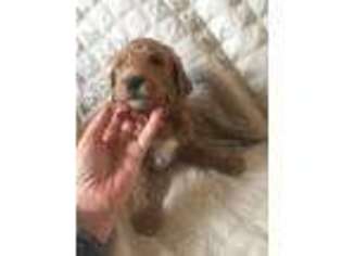 Goldendoodle Puppy for sale in La Grange, TX, USA
