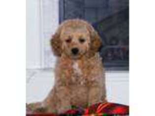 Goldendoodle Puppy for sale in Hayesville, OH, USA