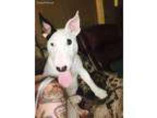 Bull Terrier Puppy for sale in Malvern, OH, USA