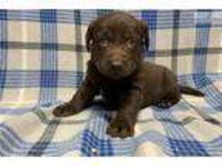 Labrador Retriever Puppy for sale in Kansas City, MO, USA