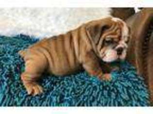 Bulldog Puppy for sale in Beaumont, CA, USA