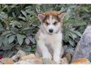 Alaskan Malamute Puppy for sale in Elkhart, IN, USA